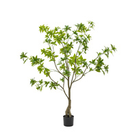 Potted Pierisjaponica 5ft Tree