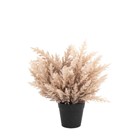 Potted Broom Corn Bush 260x260x360mm