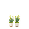 Spring Hydrangea White in Ceramic Pots Set of 2