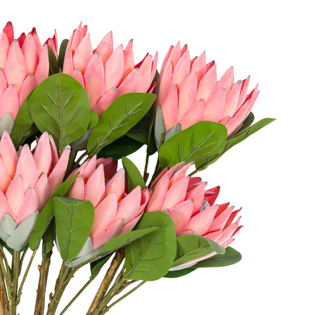 Faux Stem Statement Tropical Apricot 470mm (12pk)