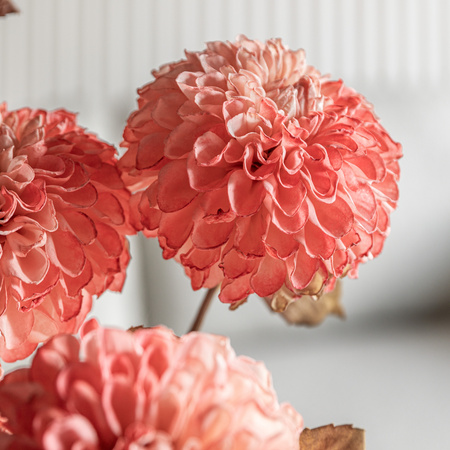 Faux Stem Dahlia Apricot 730mm (6pk)