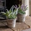 Potted Rustic White Lavendar 280x280x300mm