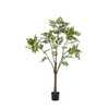 Potted Chinese White Olive Tree 5ft