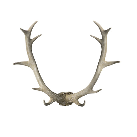 Bjorn Antler Wall Art White 550 x 140 x 440 mm