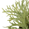 Faux Playycerium in Ceramic Pot Sage Green