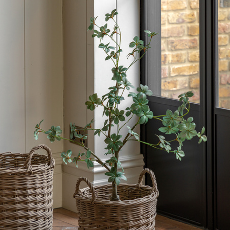 Potted Rhodoleia 3ft Tree