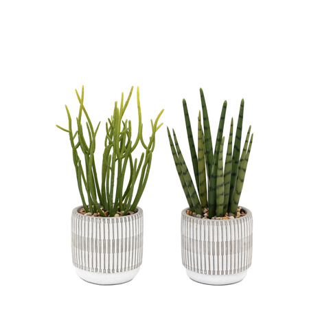 Small Succulents Ceramic Pots Set of 2