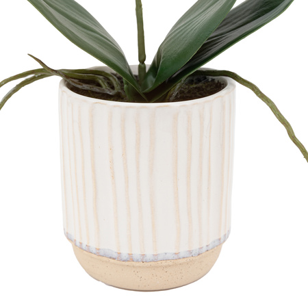 Orchid Cream in Ribbed White Ceramic Pot 320mm