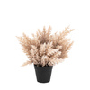 Potted Broom Corn Bush 260x260x360mm