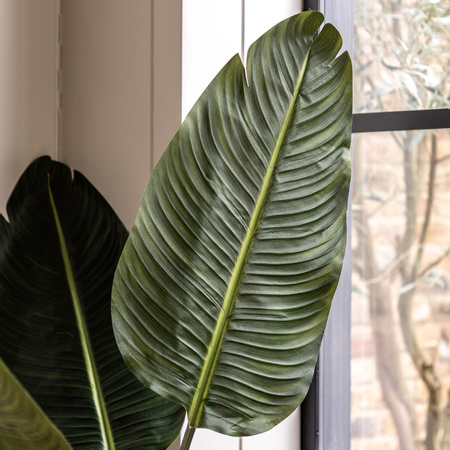 Potted Travellers Palm Tree 4ft