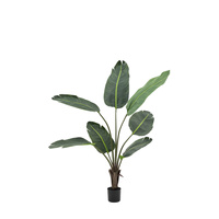 Potted Travellers Palm Tree 4ft