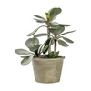 Potted Kalanchoe Pale Green 140x140x290mm