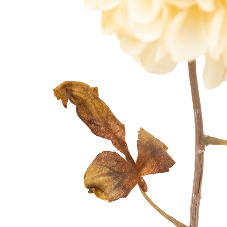 Faux Stem Dahlia Ivory 730mm (6pk)