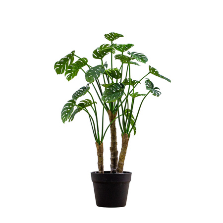 Potted Monsterra Green H640mm