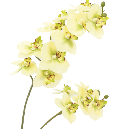 Orchid Cream in Ribbed White Ceramic Pot 440mm