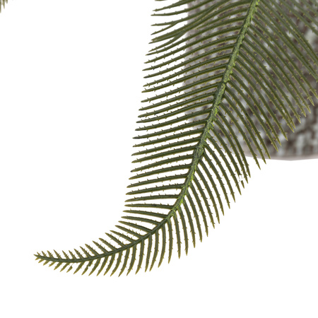 Wide Fern in Concrete Pot