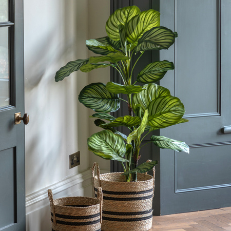 Potted Calathea Leaf Tree 4ft